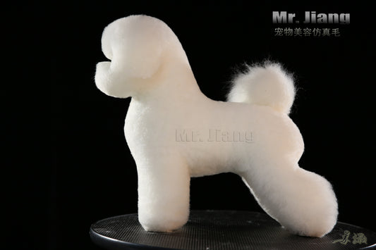 Bichon model dog