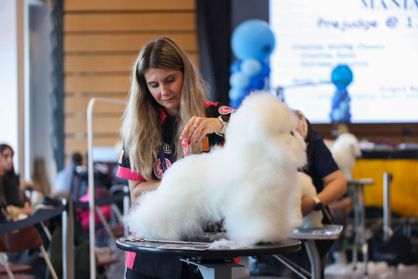 Bichon model dog being trimmed at the competition