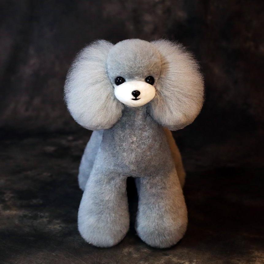 Mr Jiang Teddy Model Dog with white Muzzle