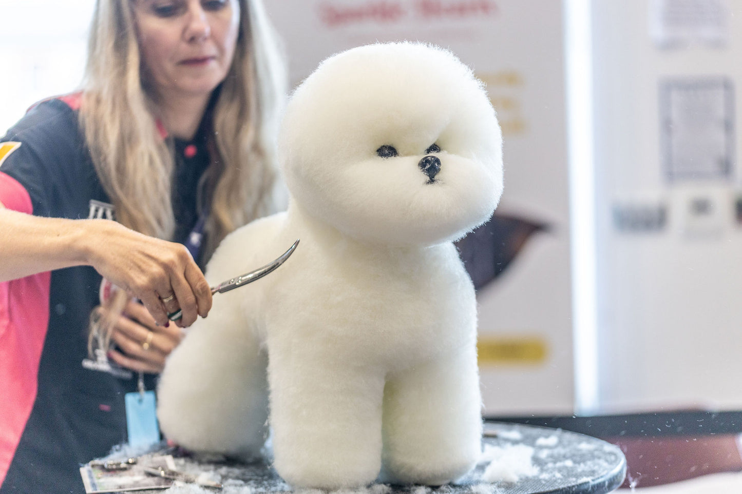 Bichon model at the competition