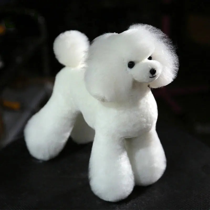 Mr Jiang White Teddy Model Dog