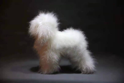 Mr Jiang Teddy bear white wig brushed not groomed