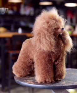 Toy poodle model dog red