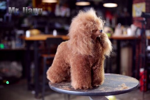 Toy poodle model dog red