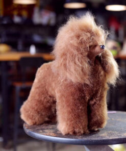 Poodle Model Dog Wigs, Red, Dog Groomers scissors practice, creative grooming, Asian style