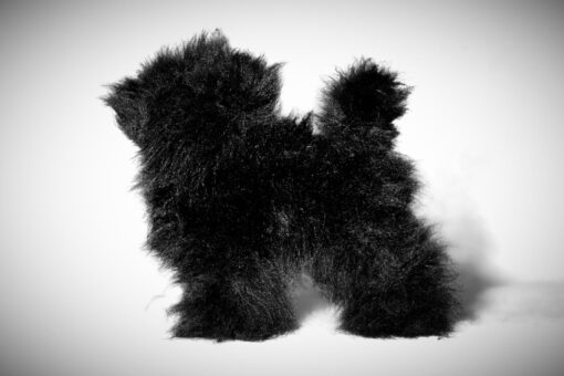 Toy Poodle Model Dog Hair Black Wig is ideal for practising scissoring techniques in grooming schools to teach students safely and efficiently.