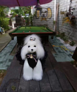 Mr Jiang White Teddy bear model dog wig groomed and displayed