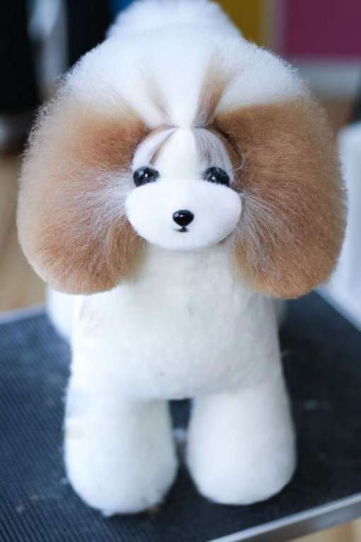 Teddy Bear Model Dog Colour Spotted, White, Dog Groomers scissors practice, creative grooming,