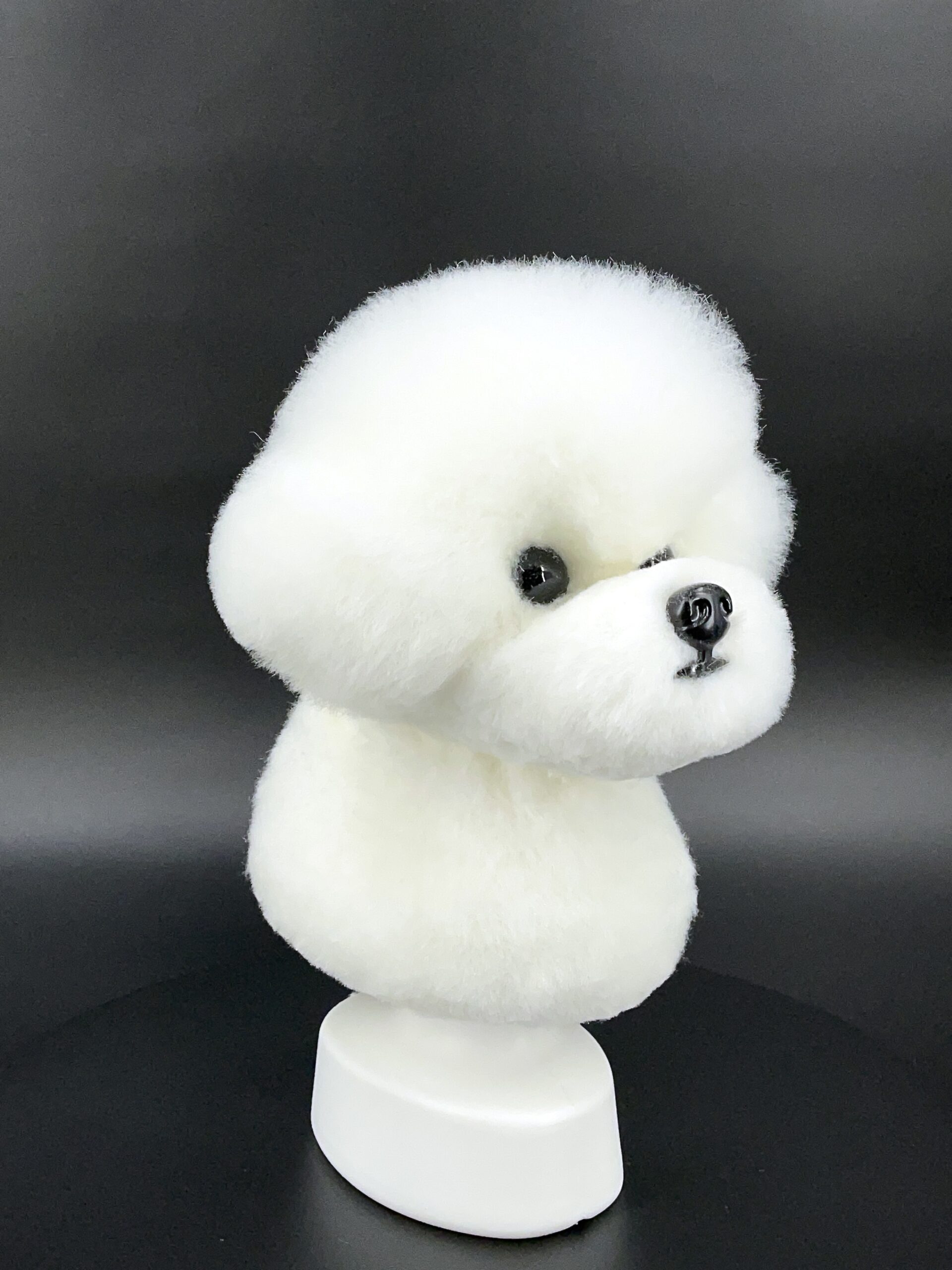 Bichon Frise Show Dog showcase at a competition in 2021