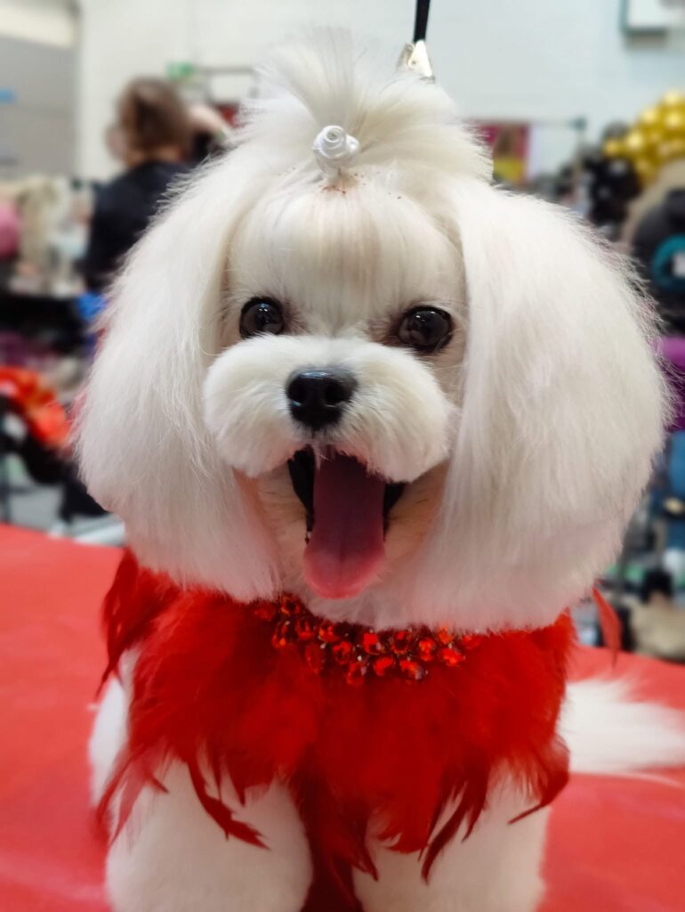 Lola Maltese mix freshly groomed