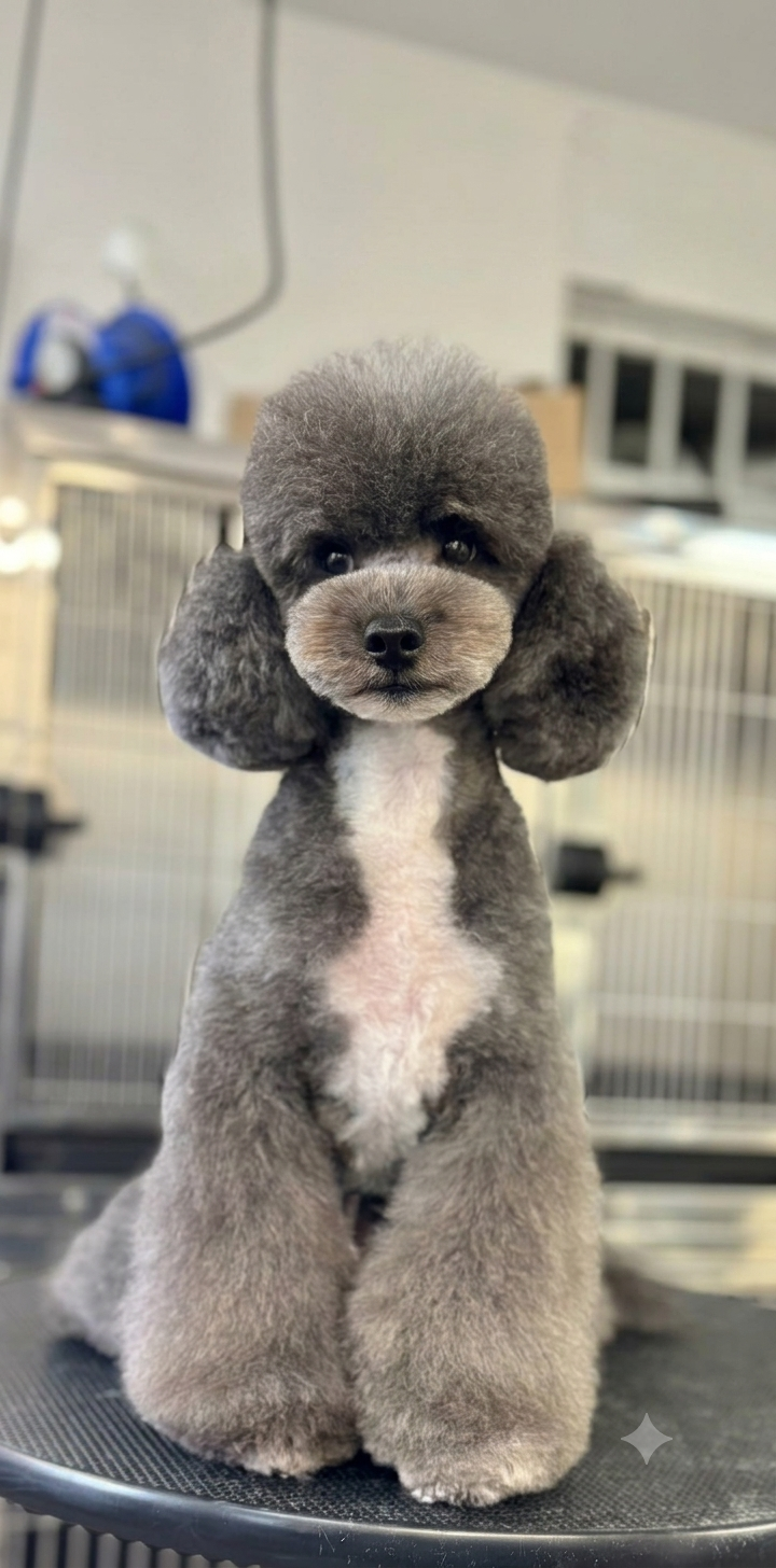 Remi on the table
