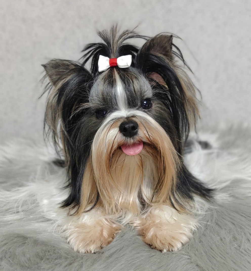 Tessa the beiwer terrier