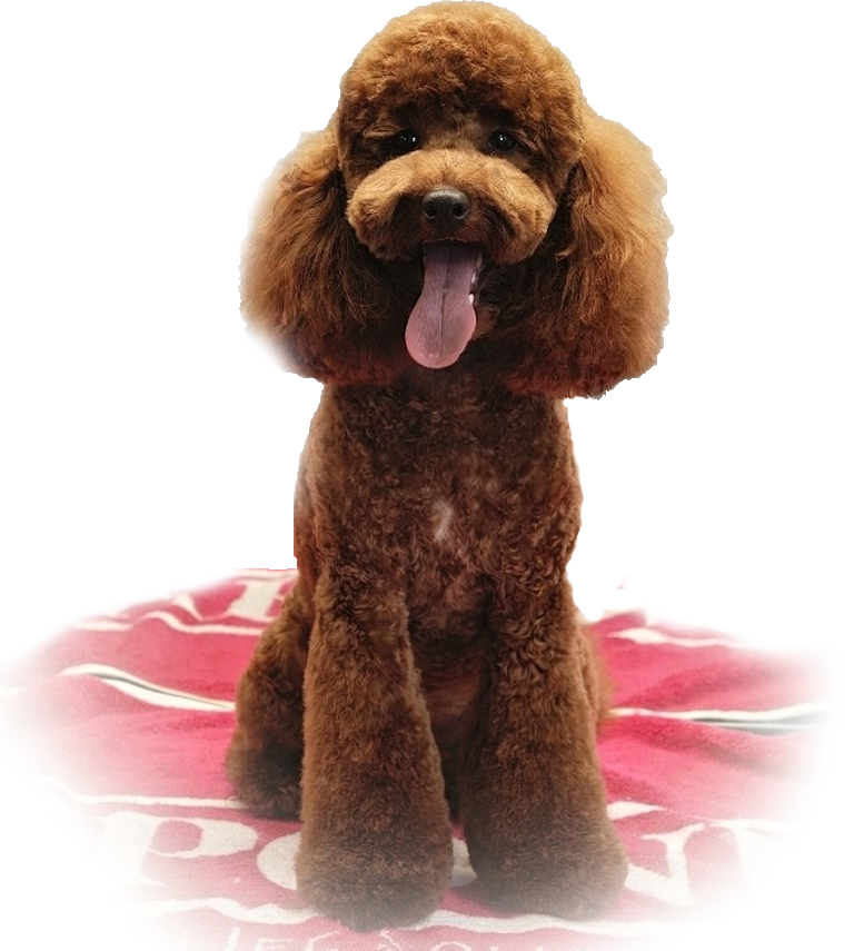 cockerpoo Nicely groomed cockerpoo